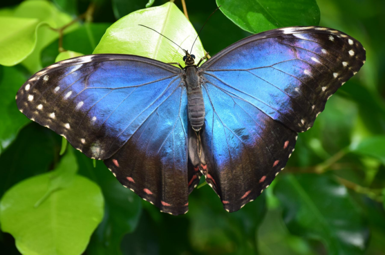 Houston Museum of Natural Science Coupons Green Vacation Deals